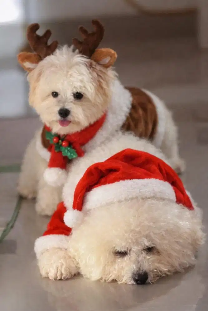 Di Cari ART Menginap di Cluster Shinano