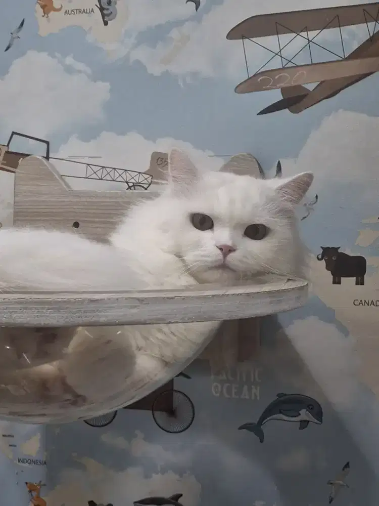 PERSMED FULL WHITE JANTAN