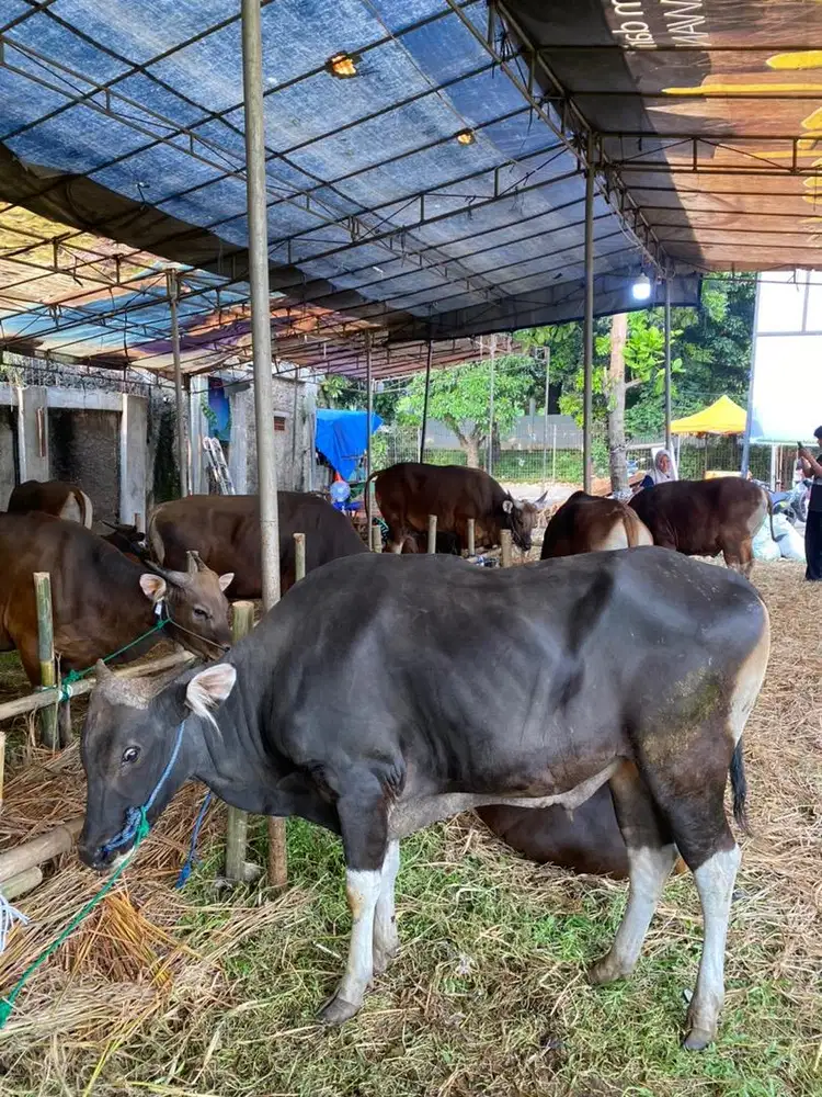 Menjual hewan kurban sapi bali