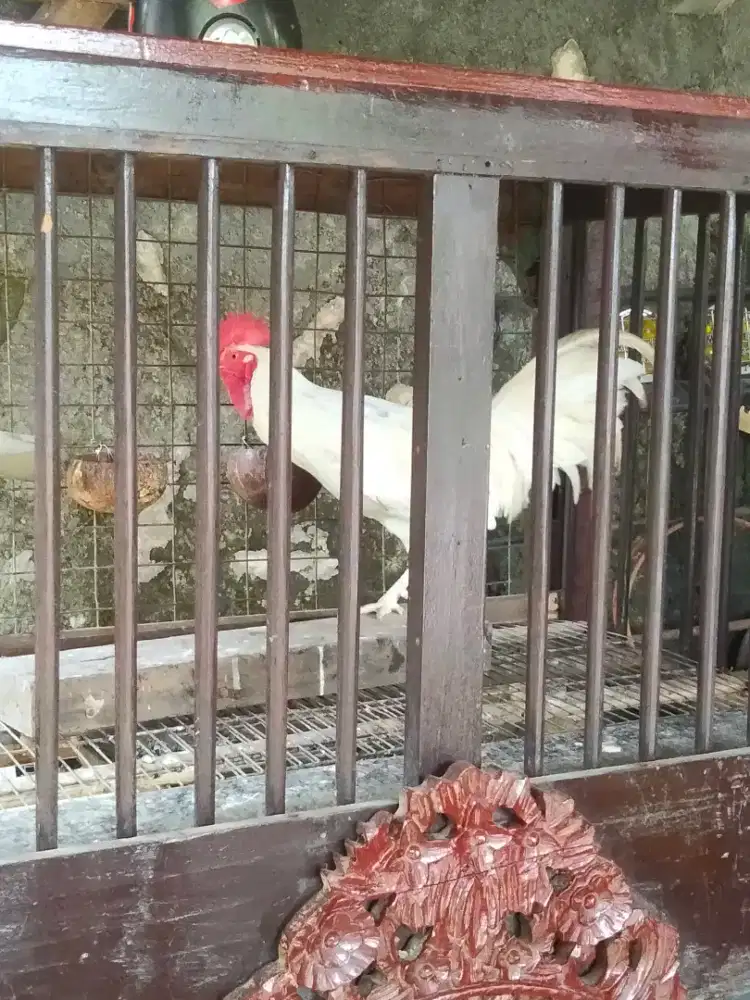 jual ayam bekisar rajin kokok