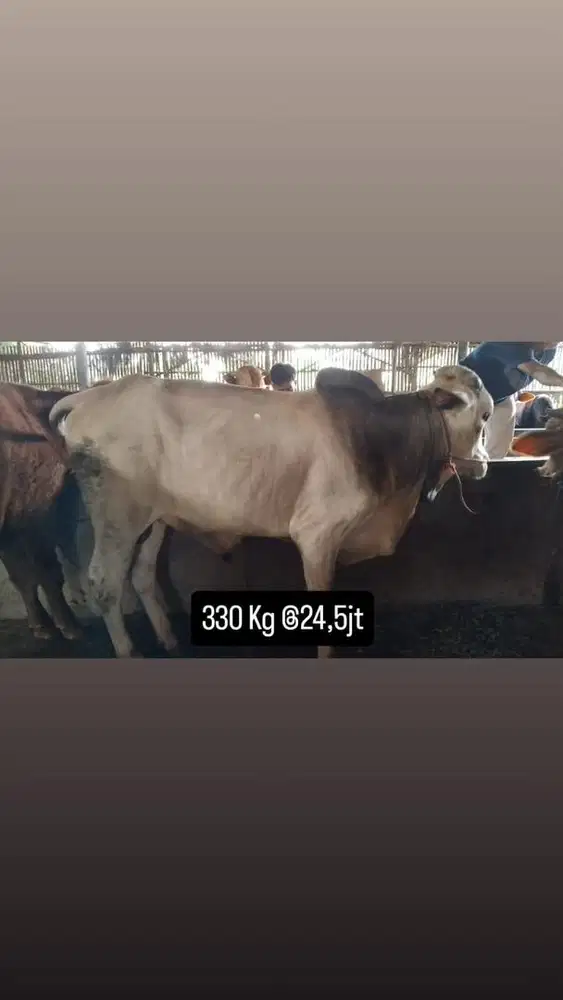 Jual Sapi Qurban 20256
