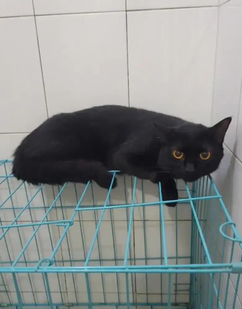 Kucing Solid Black (Persian Indonesian mixbreed)