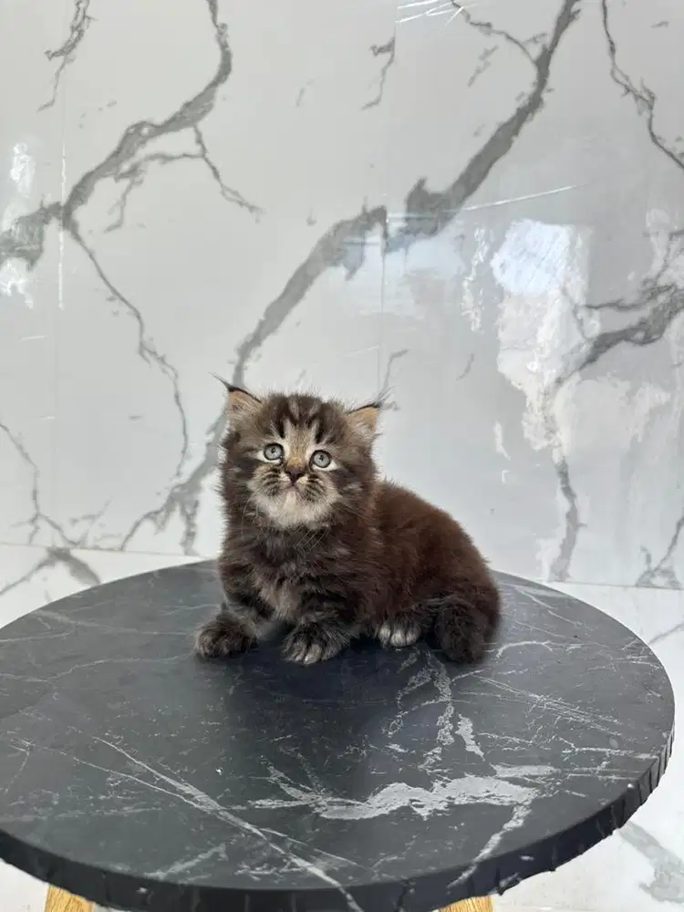 Munchkin kaki pendek