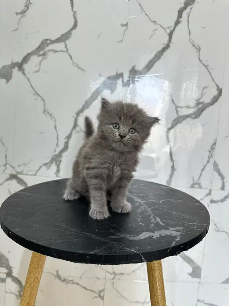 Munchkin non standart