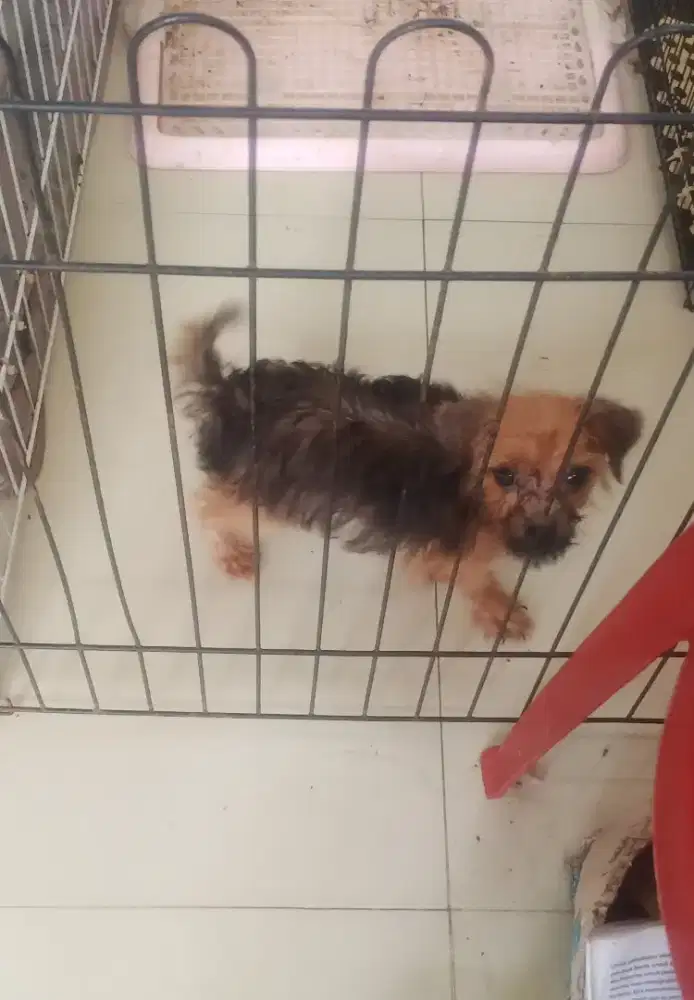 Anak anjing Herder Mix