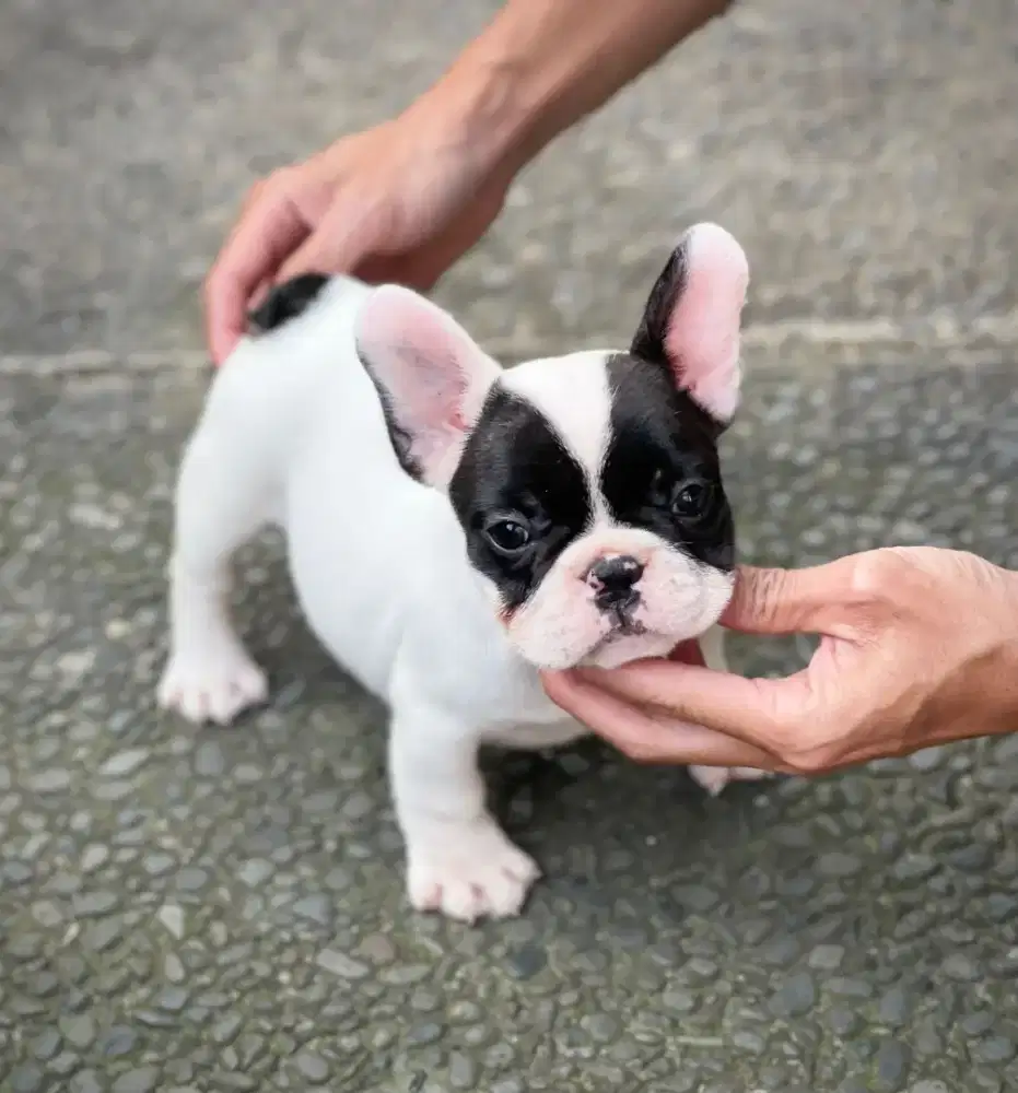French bulldog betina
