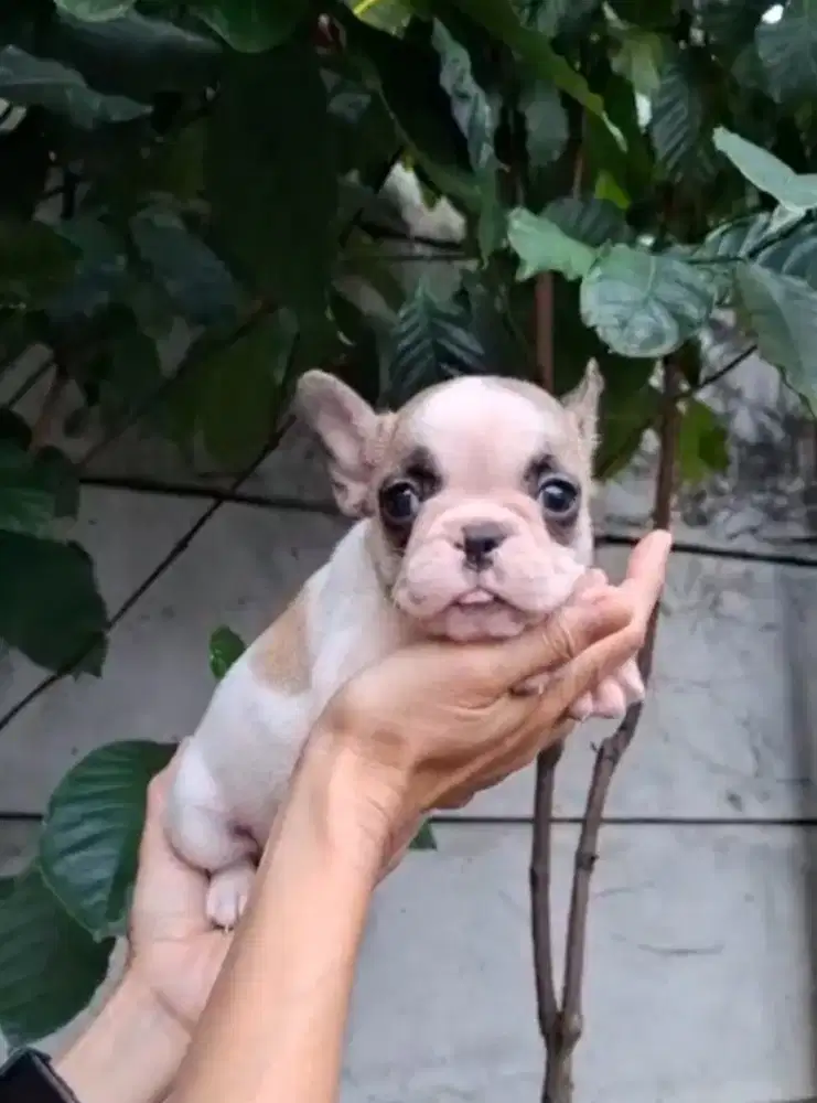 Trench bulldog betina