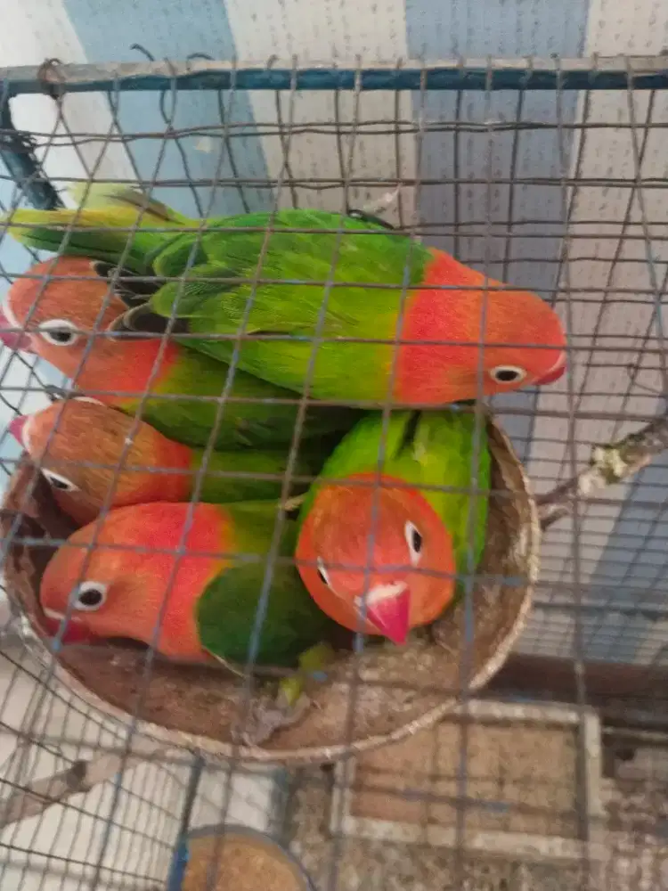 Burung Lovebird Bio Green