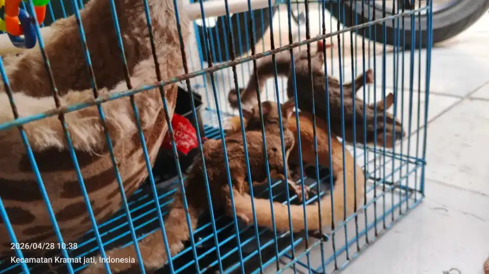 Sugar glider albino dan hitam