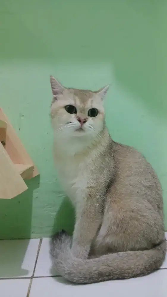 Kucing British Short Hair