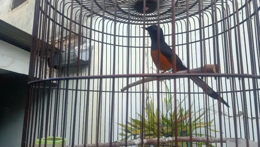 Burung murai batu medan / hutan