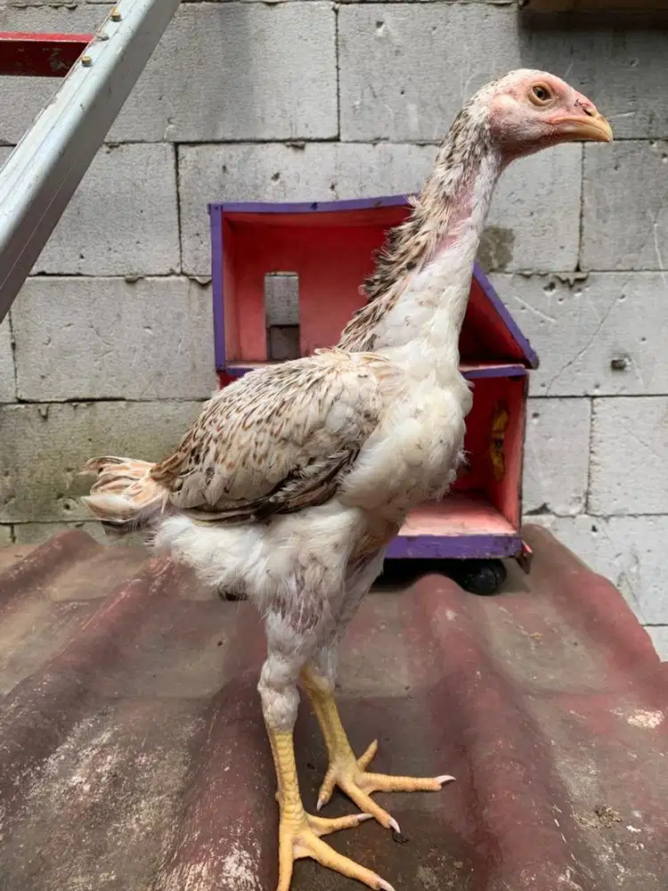 Anakan Ayam Shamo x Bangkok