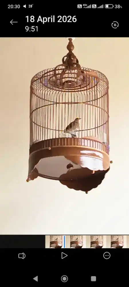 Branjangan Lark Sonca Vietnam gacor dor harian gacor fisik normal