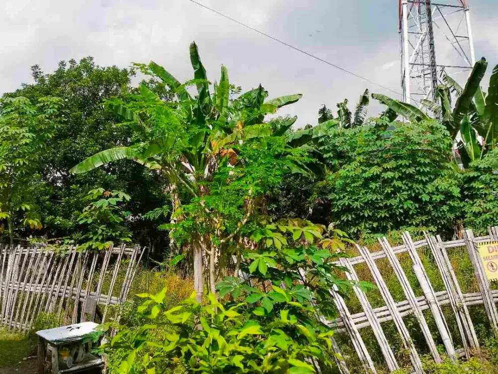 TANAH STRATEGIS MURAH DIDAERAH JOGONALAN LOR TIRTONIRMOLO KASIHAN BANTUL YOGYA