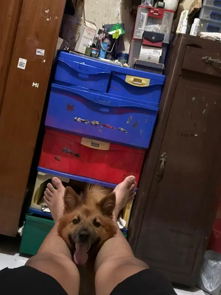 Wts Doggy pomerian x jack russel usia 7 bulan jantan