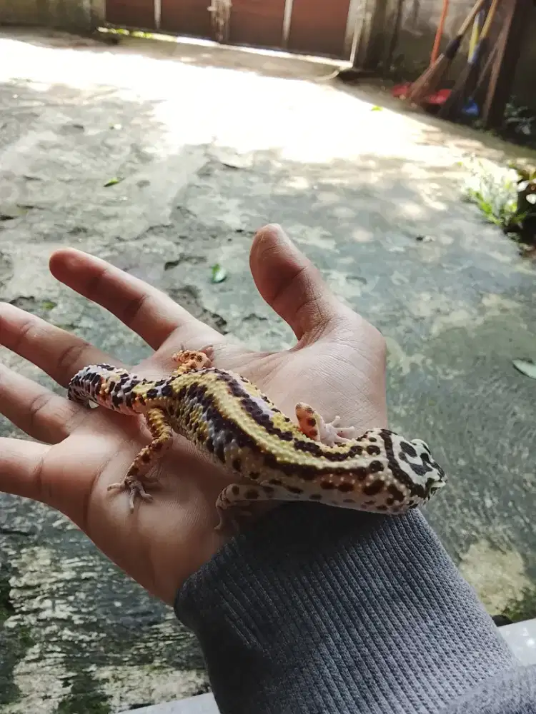 Leopard gecko  jantan betina