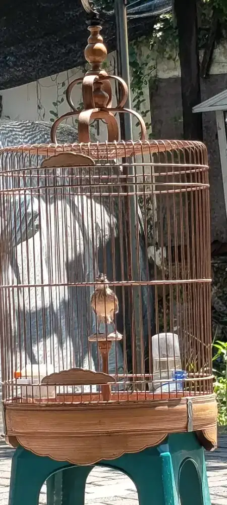 Branjangan sonca vietnam masih paud masih crat cret semi jinak fulset