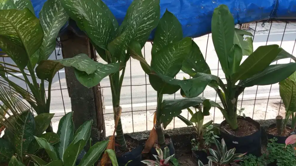 Lowongan kerja toko tanaman