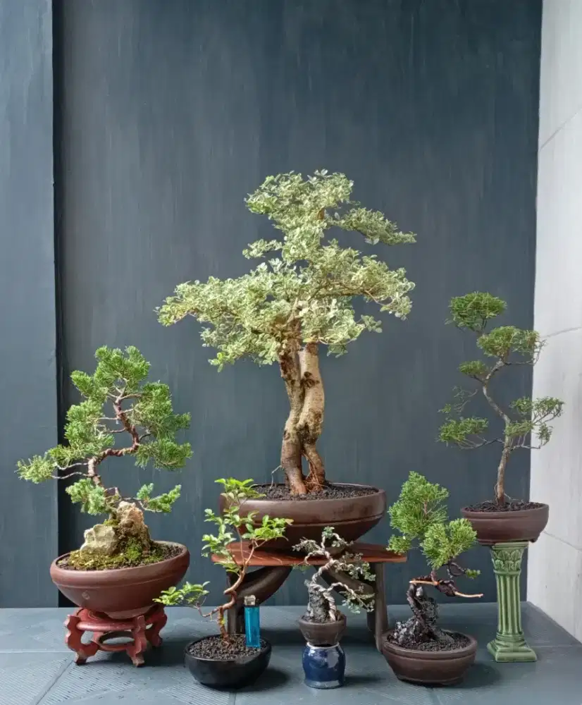 Borongan murah bonsai hias ada 6 pot