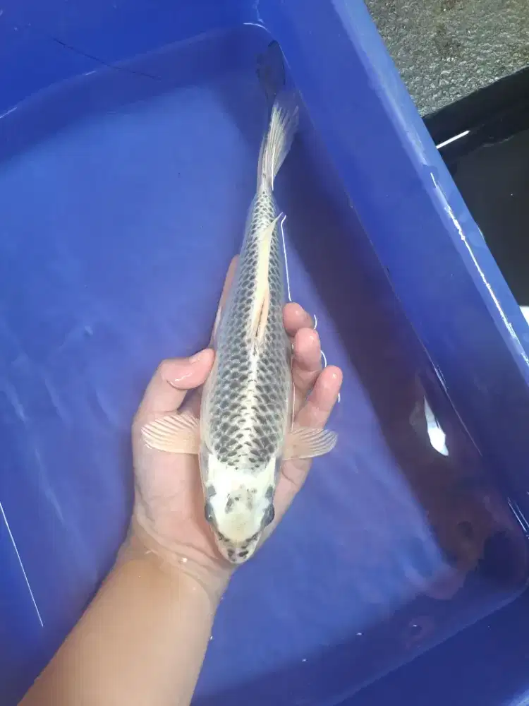 Koi Matsuba Putih 30 cm Blitar