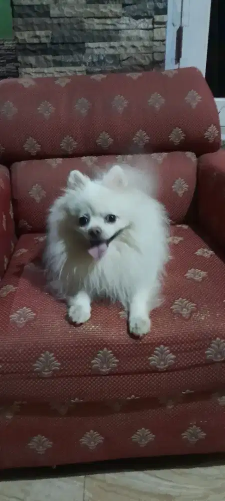 Super minipom,  putih kapas
