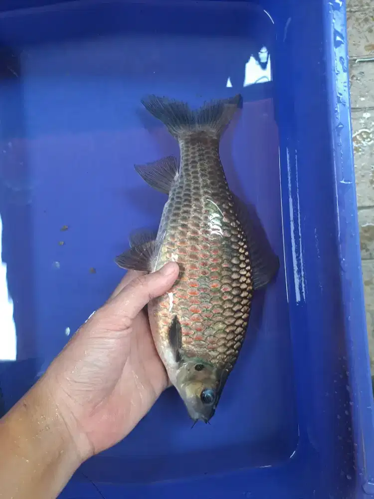 Ikan Nilam Nilem Hitam Hias tankmate Koi