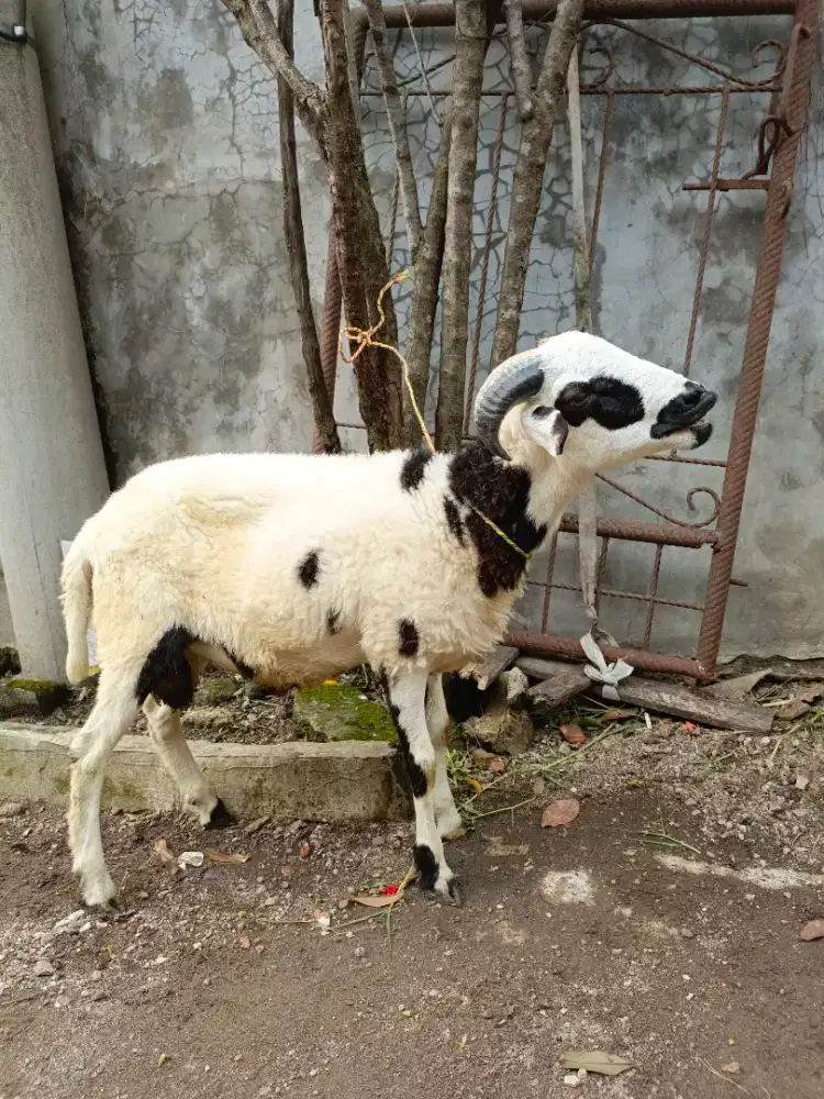 Domba Qurban Ekonomis