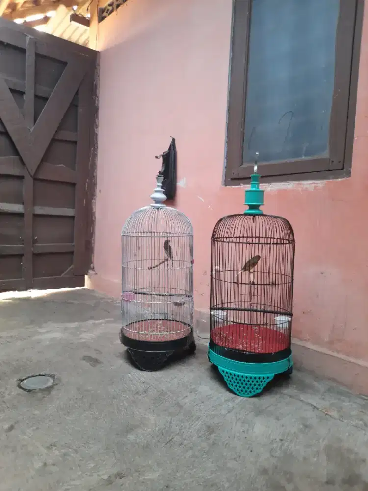 Paud/riwik'an kenari fullssett