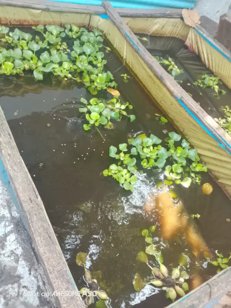 Jual lele babon bobot diatas 4 kg/ekor