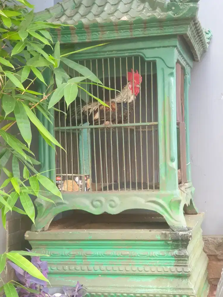 AYAM KETAWA DURASI PANJANG