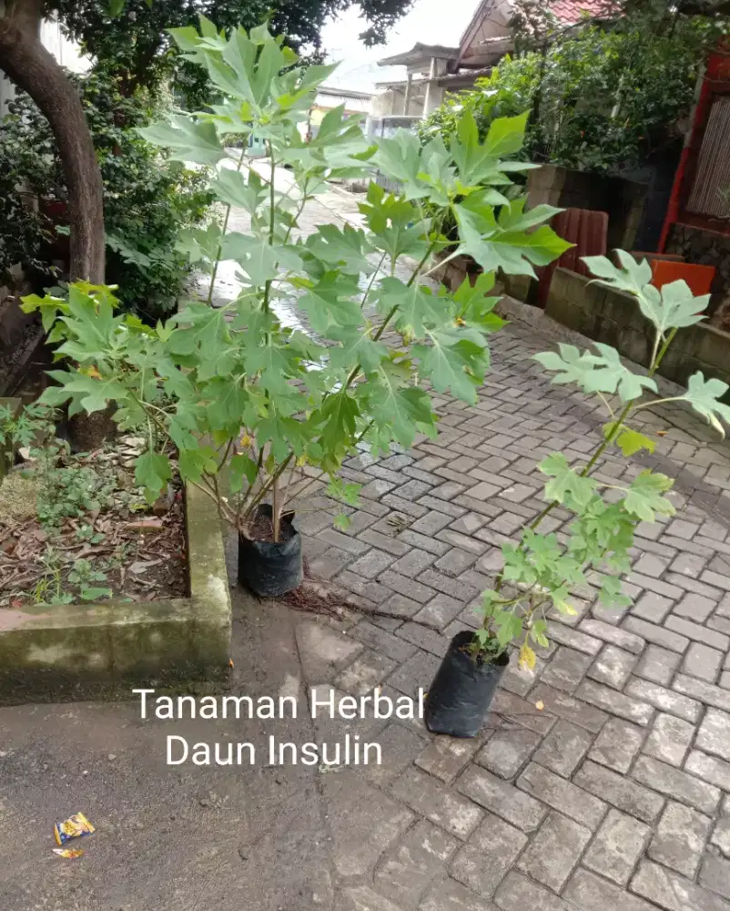 Tanaman Herbal Daun Insulin