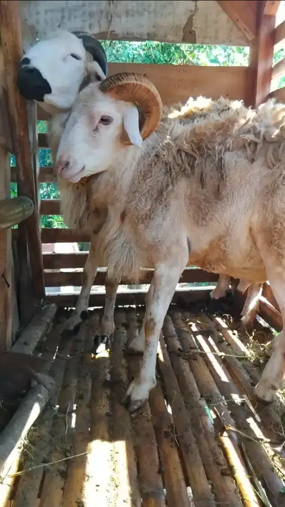 Kambing kurban dan aqiqah