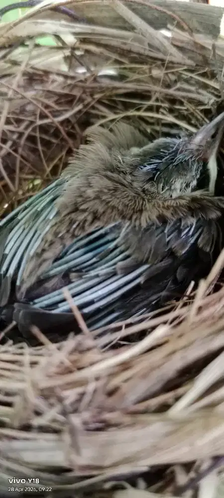 burung trucuk anak tunggal,belum tau jantan /betina,Surien banda aceh