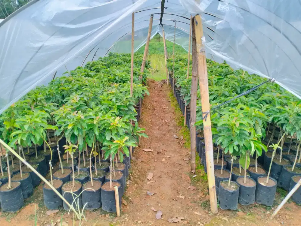 Bibit Alpukat Cipedak | Miki