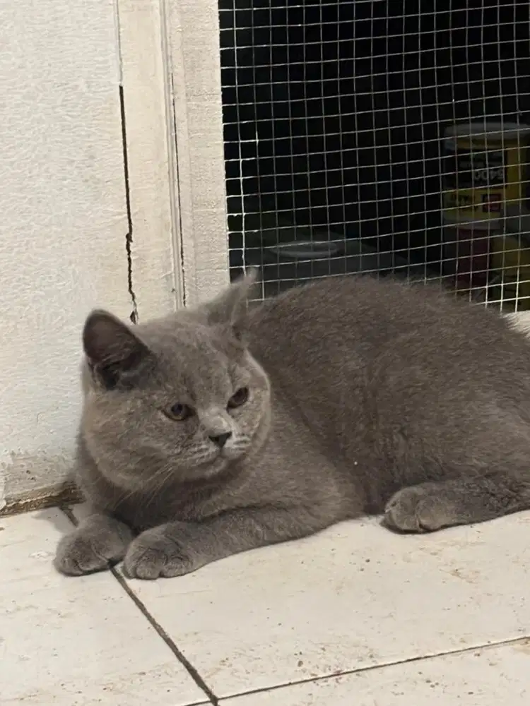 kucing pure bsh anakan ped x nonped