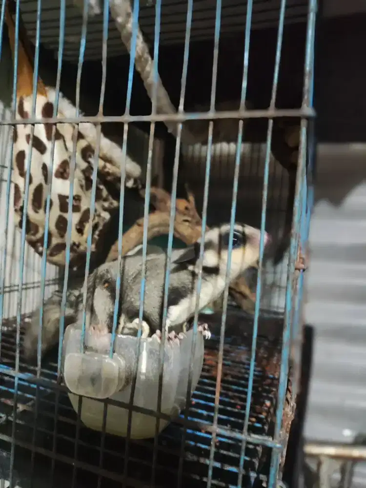 Sugar glider cewe sehat