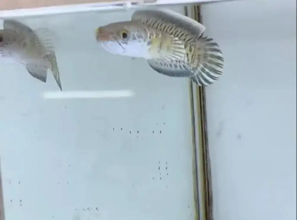 Channa auranti grade AAAA