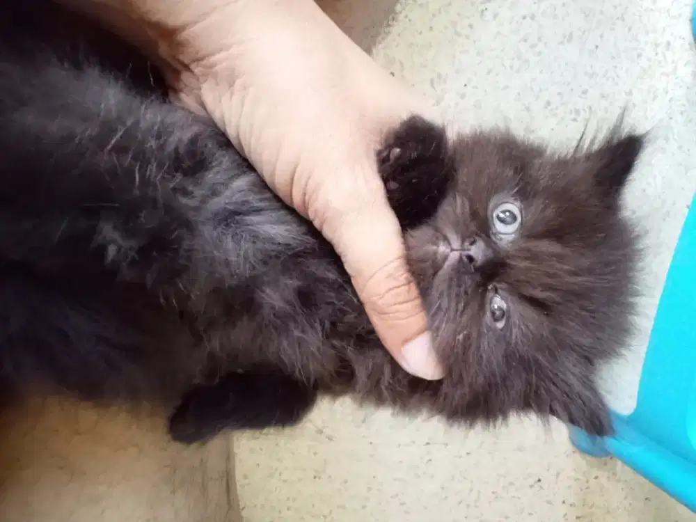 Kiiten Persia medium jantan