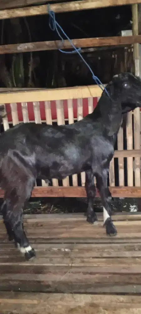 Bismillahirrahmanirrahim jual kambing rawatan buat qurban