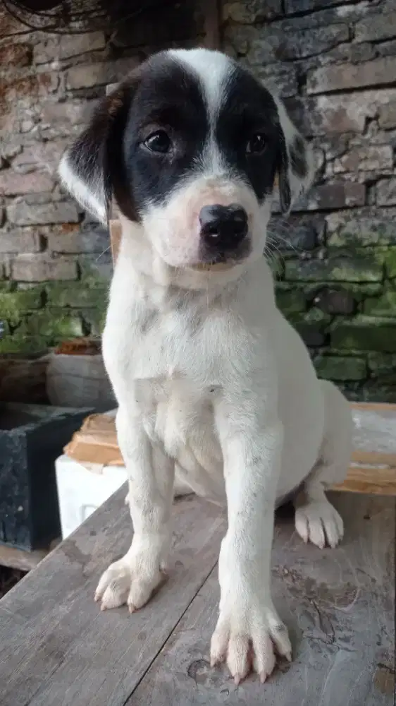 Anakan anjing ras besar