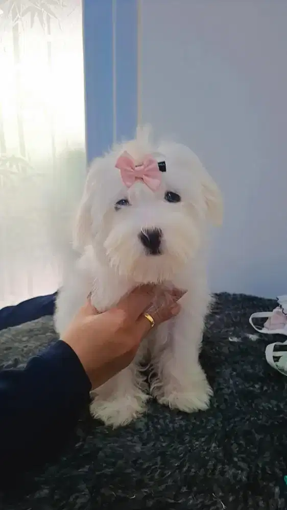 Maltese betina •FLEUR•