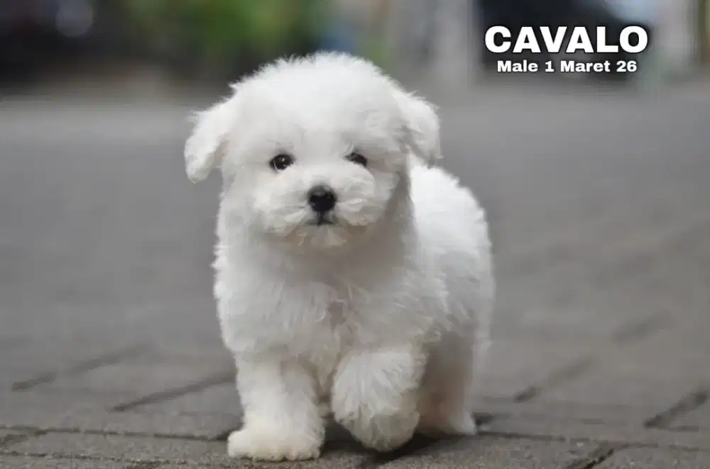 Bichon frise jantan •CAVALO•