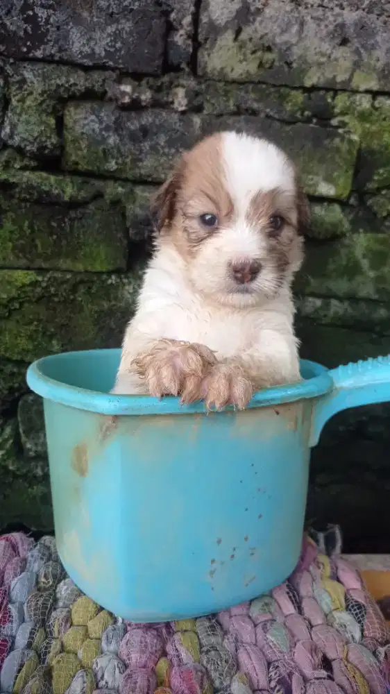 Pupys maltise usia 1 bln