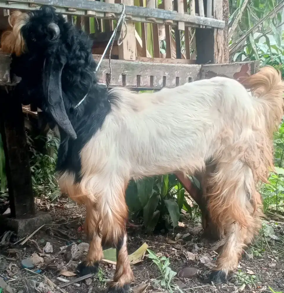 Bismillahirrahmanirrahim jual kambing rawatan