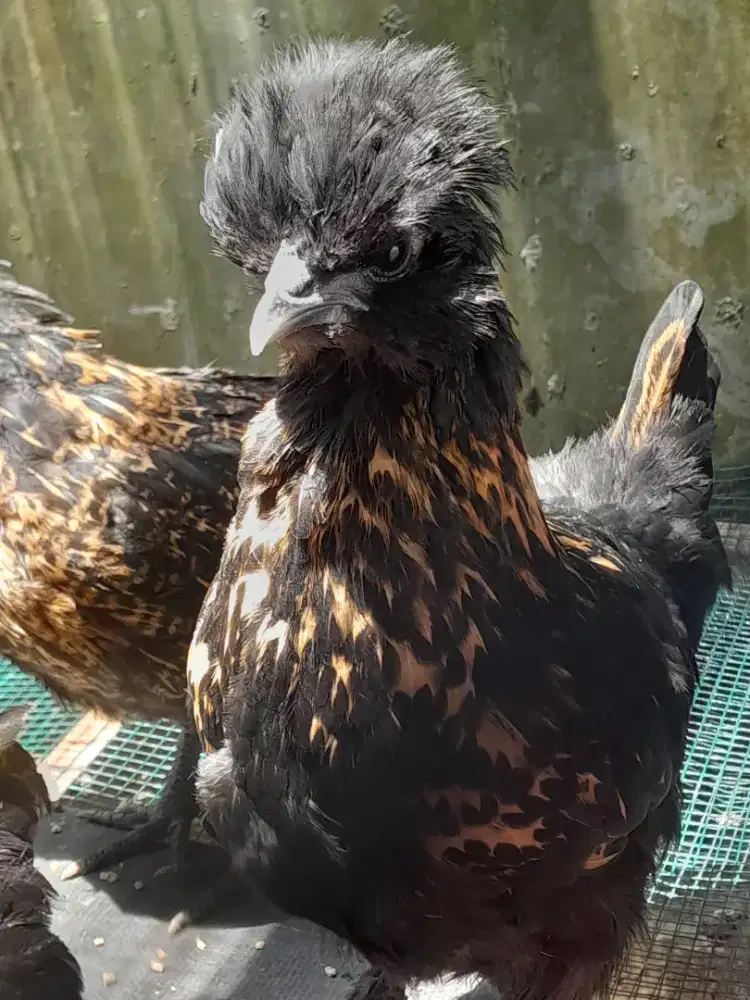 Ayam Hias Gold Laced Sizzle Poland Sultan