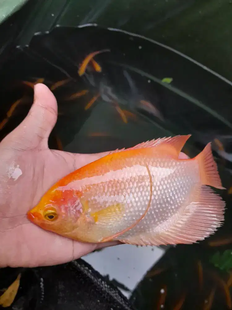 Ikan gurame padang (hias)