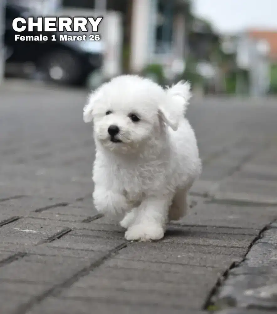 Bichon frise betina •CHERRY•