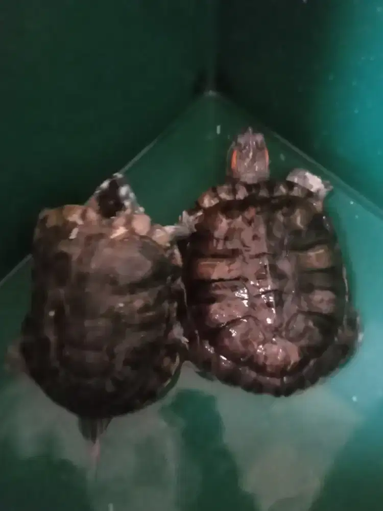 Kura kura brazil dewasa