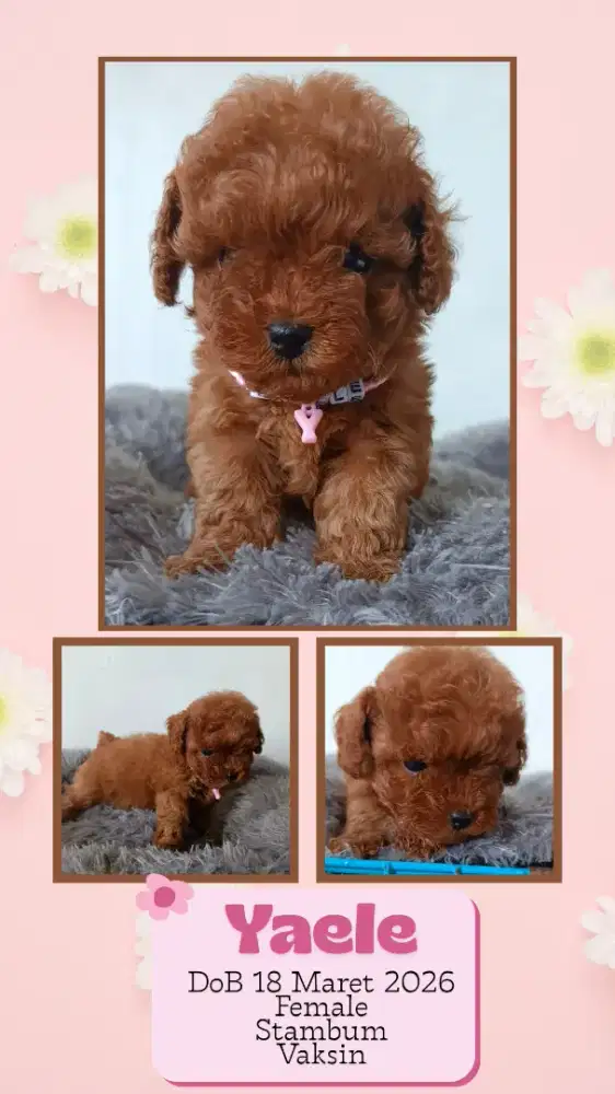 Red Poodle dob 18 & 19 Maret 2026