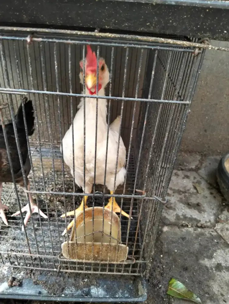 Ayam kampung 4 bulan
